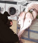 2022 annoyed anthro appliance ashley_(dymios3) australian_shepherd bent_over biped black_pawpads blokfort blurred_background blush bodily_fluids butt camel_toe canid canine canis clothed clothing colored comic dialogue domestic_dog duo edward_(dymios3) english_text female floppy_ears fur genital_fluids genitals hair herding_dog hi_res in_heat inside laundromat laundry laundry_machine male mammal musk musk_clouds pastoral_dog pawpads public pussy shaded sheepdog speech_bubble standing text three-quarter_view tongue tongue_out vaginal_fluids washing_machine whispering white_hair