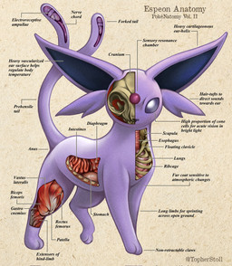 ambiguous_gender anatomical_diagram anatomical_study anatomy anatomy_chart blue_inner_ear bone chart cross_section digitigrade empty_eyes esophagus feral forked_tail guts intestines looking_at_viewer lung organs purple_body purple_eyes quadruped rib_cage side_view skull solo stomach tail text twitter_handle unusual_anatomy unusual_tail x-ray_view christopher_stoll nintendo pokemon pokenatomy eeveelution espeon generation_2_pokemon pokemon_(species) 2022 biological_illustration copyright_name digital_drawing_(artwork) digital_media_(artwork) english_text full-length_portrait hi_res portrait species_name technical_illustration
