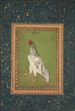 ambiguous_feral ambiguous_gender avian_caruncle avian_feet beak biped bipedal_feral comb_(anatomy) dewlap_(anatomy) feathered_wings feathers feral head_crest markings raised_foot scuted_feet scutes side_view simple_background solo spots spotted_body spotted_feathers standing tail tail_feathers text wattle wings unknown_artist public_domain avian bird chicken galliform phasianid 17th_century absurd_res ancient_art hi_res huge_filesize painting_(artwork) persian_text traditional_media_(artwork) traditional_painting_(artwork) translated