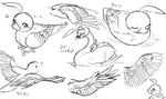 ahoge alternate_species ambiguous_gender avian_feet beak crown duo feathered_wings feathers feral feralized furrification hair headgear smile solo swimming wings nyame8 princess_tutu ahiru_(princess_tutu) princess_tutu_(character) anatid anseriform anserinae avian bird duck swan monochrome sketch sketch_page