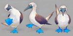 ambiguous_gender beak blue_feet brown_body brown_feathers feathers feet feral grey_background looking_at_viewer membrane_(anatomy) multiple_poses pose raised_leg simple_background solo standing toes webbed_feet white_body white_feathers wings ka92 avian bird blue-footed_booby booby_(bird) sulid 2018