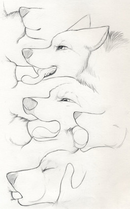 ambiguous_gender ambiguous_on_anthro animal_genitalia animal_penis anthro anthro_on_feral anthro_penetrating anthro_penetrating_feral basic_sequence becoming_erect bestiality canine_genitalia canine_penis deep_throat detached_sheath duo erection fellatio feral feral_penetrated four_frame_image four_frame_sequence fully_sheathed genitals half-erect intraspecies intraspecies_bestiality knot knot_in_sheath knotting licking linear_sequence male male/ambiguous male_on_feral oral oral_knotting oral_penetration penetration penile penis penis_lick sex sheath side_view three_frame_image three_frame_sequence tongue tongue_out unsheathing paper-wings canid canine mammal graphite_(artwork) greyscale hi_res monochrome sequence sketch traditional_media_(artwork)
