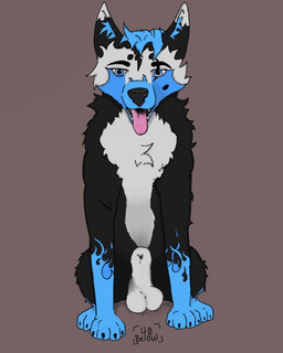 balls black_body black_fur blue_body blue_eyes blue_fur feral fur genitals looking_at_viewer male male/male open_mouth paws sitting solo tongue tongue_out 40-below raiden_(40-below) canid canine canis domestic_dog husky mammal nordic_sled_dog spitz