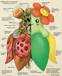 ambiguous_gender anatomy beady_eyes blue_eyes closed_smile cross_section feral flower_(anatomy) front_view green_body guts intestines looking_at_viewer mouth_closed organs paper_background rosy_cheeks simple_background smile smiling_at_viewer solo tan_background text yellow_body christopher_stoll nintendo pokemon pokenatomy bellossom generation_2_pokemon pokemon_(species) biological_illustration copyright_name digital_drawing_(artwork) digital_media_(artwork) english_text full-length_portrait hi_res portrait species_name technical_illustration