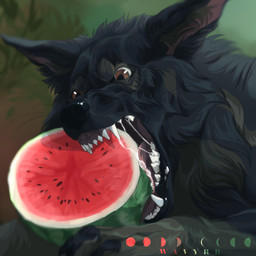 ambiguous_gender black_body black_fur black_lips black_nose brown_eyes eating fangs feral food fruit fur lips melon open_mouth plant solo teeth watermelon wavyrr canid canine canis mammal wolf 1:1 hi_res