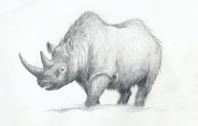 feral horn quadruped short_fur simple_background small_eyes white_background mihin89 mammal prehistoric_species rhinoceros woolly_rhinoceros 2011 black_and_white monochrome sketch
