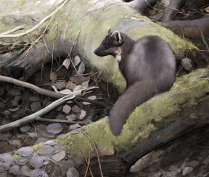 black_eyes black_nose branch brown_body brown_fur feral fur leaf markings moss on_branch plant realistic realistic_feral sitting solo stick tree white_markings renum63 gulonine mammal marten mustelid musteline pine_marten 2017 artrage_(artwork) detailed digital_media_(artwork)