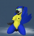 anthro areola barefoot beak biped blue_body blue_feathers breasts feathered_wings feathers feet female front_view grey_background humanoid_hands nipples non-mammal_breasts non-mammal_nipples nude simple_background solo toes wings yellow_body yellow_feathers nyar ara_(genus) avian bird blue-and-yellow_macaw macaw neotropical_parrot parrot true_parrot 2010 digital_media_(artwork) hi_res