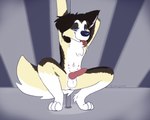 animal_genitalia animal_penis anthro anus canine_genitalia canine_penis crouching curled_tail dancing genitals knot looking_at_viewer male multi_nipple nipples penis pole pole_dancing simple_background smile smirk solo tail tongue tongue_out vixeyhuskybutt canid canine canis collie domestic_dog herding_dog mammal pastoral_dog sheepdog 5:4 hi_res