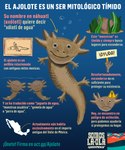 ambiguous_gender bubble environmentalism infographic mexico plant sad simple_background text water greenpeace amphibian axolotl marine mole_salamander salamander 5:6 hi_res spanish_text translated