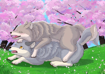 ambiguous_gender black_nose blush brown_body brown_fur cherry_blossom countershading day detailed_background duo enjoying entwined_tails eyes_closed fangs feet feral flower fluffy fruit_tree fur grass grey_body grey_fur lying multicolored_body multicolored_fur on_front on_top one_eye_closed open_mouth orange_eyes outside paws pink_tongue plant prunus_(flower) quadruped tail tail_coil teeth toes tongue tree tuft white_body white_fur yellow_eyes fusau canid canine canis mammal wolf 2022 absurd_res detailed hi_res