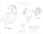 avian_feet binoculars eyebrows feathers feral hair male ponytail solo tail tail_feathers tamales text thick_eyebrows efradraws avian bearded_wood-partridge bird chivizcoyo galliform phasianid quail absurd_res graphite_(artwork) hi_res monochrome sketch spanish_text traditional_media_(artwork) translated