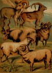 balls feral fur genitals group hooves horn male plant quadruped tail hugh_craig public_domain bovid caprine cretan_sheep domestic_sheep highland_sheep mammal merino_sheep rocky_mountain_sheep sheep 1897 19th_century absurd_res ancient_art hi_res traditional_media_(artwork)