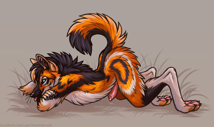 animal_genitalia animal_penis anthro black_body black_fur black_hair blep blue_eyes canine_genitalia canine_penis closed_smile digitigrade fur genitals glistening glistening_eyes hair looking_at_viewer male male_anthro mouth_closed nude orange_body orange_fur orange_hair penis red_tongue side_view smile solo tongue tongue_out whiskers white_body white_fur heatherwolf caiuslupus canid canine mammal hi_res