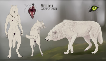 animal_genitalia animal_vulva anthro anus arctic canine_genitalia canine_vulva female feral food genitals lineup solo text vulva white_body valiberite mythology auric_(selini) arctic_wolf canid canine canis mammal mythological_canine mythological_creature werecanid werecanine werecreature werewolf wolf english_text hi_res model_sheet