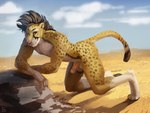 anthro athletic athletic_anthro athletic_male black_body black_fur black_hair digitigrade fur genitals hair humanoid_genitalia humanoid_penis kneeling looking_at_viewer male markings muscular muscular_anthro muscular_male nude_anthro nude_male penis rock sky smile solo spots spotted_body spotted_fur white_body white_fur yellow_body yellow_fur furnedon cheetah felid feline mammal