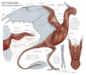 ambiguous_gender anatomy diagram exposed_muscle eyes_closed feathered_ears feral flesh human_faced_feral humanoid_face neck_tuft simple_background solo text tuft white_background wings jejejunum european_mythology greek_mythology mythology animal_humanoid avian harpy humanoid mythological_avian mythological_creature nethermare 2025 digital_drawing_(artwork) digital_media_(artwork) english_description english_text full-length_portrait hi_res model_sheet multiple_images portrait