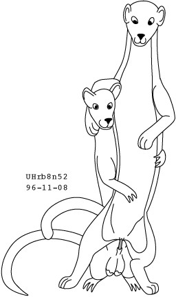 animal_genitalia balls duo erection female feral genitals happy interspecies male male/female nude penis sheath simple_background size_difference smile tail vaginal vulva white_background urbanhermit mammal murid murine mustelid musteline rat rodent true_musteline weasel 1996 black_and_white dated low_res monochrome