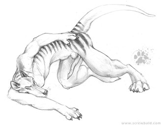 animal_genitalia animal_penis anthro ass_up balls balls_above_penis claws erection finger_claws fur genitals long_penis looking_at_viewer male paws penis presenting presenting_penis simple_background solo stripes tail toe_claws white_background blotch scratches_volume_1 dasyuromorph mammal marsupial recently_extinct_species thylacine 2007 monochrome traditional_media_(artwork)