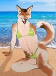 5_fingers anthro arm_support backward_arm_support beach bikini bikini_bottom bikini_bulge bikini_top blurred_background brown_body brown_fur brown_hair brown_pubes bulge claws clothed clothing cloud crossdressing finger_claws fingers fur green_bikini green_clothing green_eyes green_swimwear hair inner_ear_fluff looking_at_viewer male on_ground on_sand one_eye_closed open_mouth open_smile outside photo_background pose pubes seaside sharp_teeth sitting sky smile solo string_bikini swimwear tail tan_body tan_fur teeth tongue triangle_bikini tuft two-piece_swimsuit water wink winking_at_viewer beakbonk canid canine canis coyote mammal hi_res photo_manipulation photography_(artwork) pinup