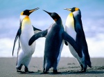 ambiguous_gender beach beak detailed_background feral group outside real sand seaside sky water wings unknown_artist avian bird king_penguin penguin 4:3 wallpaper