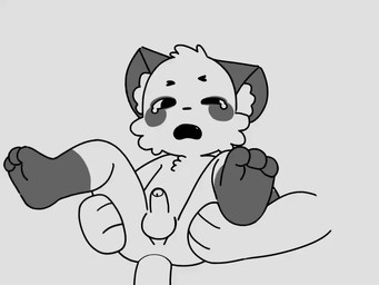 anal anal_penetration anthro balls genitals male male/male penetration penis size_difference text young young_male capnkabi kabi_(capnkabi) mammal procyonid raccoon 4:3 animated english_text