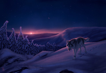 ambiguous_gender detailed_background feral fur light moon outside plant sky snow solo star starry_sky sun tree white_body white_fur kippycube canid canine canis mammal wolf 2015 digital_media_(artwork) lighting