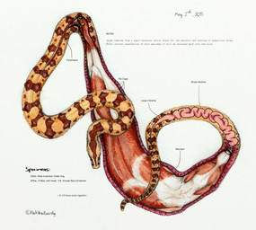 ambiguous_gender anatomy_chart black_nose bodily_fluids brown_body brown_fur chart duo esophagus eyes_closed feral fully_inside fur guts head_first high-angle_view inside_stomach internal intestines multicolored_body multicolored_fur oral_vore organs paws pet_vore simple_background stomach tail text tight_fit vore white_background white_body white_fur alekthebeasty australian_cattle_dog boa_(snake) boa_constrictor boinae canid canine canis cattledog domestic_dog herding_dog mammal pastoral_dog reptile scalie snake english_text