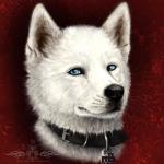 abstract_background black_nose blue_eyes collar fur looking_at_viewer male red_background simple_background solo whiskers white_body white_fur ykoriana akita canid canine canis domestic_dog mammal spitz 1:1 headshot_portrait icon portrait