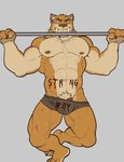 2017 abs absurd_res anthro barazoku barely_contained barely_visible_genitalia barely_visible_penis biceps big_biceps big_muscles bodily_fluids body_writing bulge ear_piercing ear_ring english_text exercise fangs felid genitals grey_background hi_res male mammal muscular muscular_anthro muscular_male navel nightterror nipples pecs penis penis_base piercing pj_saber prehistoric_species pubes pull-up_(exercise) ring_piercing saber-toothed_tiger simple_background solo sweat teeth text text_on_body workout writing_on_belly