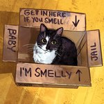 ambiguous_gender black_body black_fur box cardboard cardboard_box container feral fur humor solo text whiskers white_body white_fur yellow_eyes catwheezie dogshaming get_in_here_if_you_smell real_world domestic_cat felid feline felis mammal 1:1 absurd_res english_text hi_res icon meme reaction_image redraw