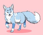 ambiguous_gender big_tail blue_body blue_fur brown_eyes feral fur hair looking_down multicolored_body multicolored_fur short_hair solo tail two_tone_body two_tone_fur walking white_body white_fur championwhoops_(artist) akito_(akitoe) canid canine fennec_fox fox mammal true_fox hi_res