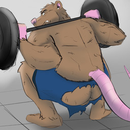 anthro backsack balls barbell barbell_squats biped brown_body butt clothed clothing crouching exercise genitals humanoid_hands male no_underwear pink_nose solo squats topless topless_male torn_clothing wardrobe_malfunction weightlifting workout dippubear mammal murid murine rat rodent 1:1 2022 hi_res