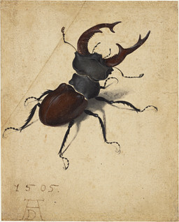 ambiguous_feral ambiguous_gender antennae_(anatomy) arthropod_abdomen black_body black_exoskeleton brown_body brown_exoskeleton exoskeleton feral hexapod mandibles multicolored_body segmented_body simple_background solo two_tone_body albrecht_durer arthropod beetle insect stag_beetle 1505 16th_century absurd_res ancient_art dated detailed gouache_(artwork) hi_res mixed_media painting_(artwork) signature traditional_media_(artwork) traditional_painting_(artwork) traditional_watercolor_(artwork) watercolor_(artwork)