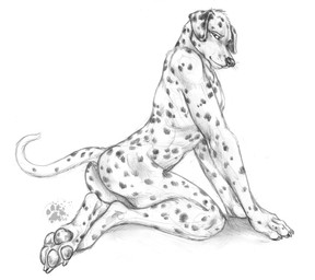 4_toes anthro anus claws crossed_feet feet finger_claws floppy_ears fur kneeling looking_at_viewer male pawpads paws pose side_view simple_background solo spots tail tail_anus toe_claws toes white_background blotch scratches_volume_3 canid canine canis dalmatian domestic_dog mammal 2009 monochrome pinup traditional_media_(artwork)
