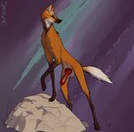 anatomically_correct animal_genitalia animal_penis balls canine_genitalia canine_penis feral fur genitals knot looking_back male orange_body orange_fur penis simple_background solo septicemic_(artist) canid canine mammal maned_wolf hi_res