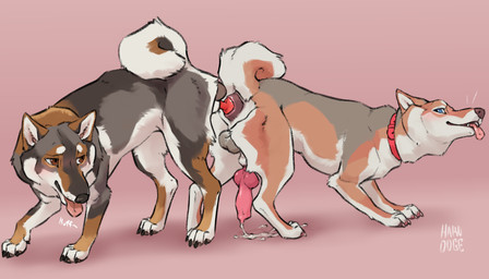 anal anal_orgasm anal_penetration anal_tugging animal_genitalia animal_penis ass_to_ass balls bodily_fluids breath canine_genitalia canine_penis collar cum cum_while_penetrated darkened_balls darkened_genitalia duo ejaculation erection feral feral_on_feral feral_penetrated feral_penetrating feral_penetrating_feral fur genital_fluids genitals hands-free knot knot_in_ass knot_root knot_tugging knotted_penis knotting male male/male male_penetrated male_penetrating male_penetrating_male orgasm orifice_tugging panting penetration penile penile_penetration penis penis_backwards penis_in_ass quadruped red_collar sex sheath tongue tongue_out hakudoge fen_(hakudoge) canid canine canis domestic_dog mammal shiba_inu shikoku_ken spitz 7:4 absurd_res hi_res