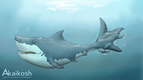 ambiguous_gender blue_background bubble dorsal_fin duo eyes_closed feral feral_pred feral_prey fin gills grey_body grey_fin grey_nose grey_tail male male/ambiguous shark_tail shark_teeth simple_background stretching tail tail_bulge underwater vore water akaikosh aquatic avian fish shark 2024 hi_res watermark