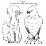 1:1 ambiguous_gender avian bird canid canine duo feral furfrou generation_6_pokemon mammal monochrome natural_furfrou nintendo pokemon pokemon_(species) simple_background talonflame yeale