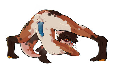 anthro anus ass_up blue_genitals blush bodily_fluids brown_hair butt calico_pattern eyewear eyewear_only fur genital_fluids genitals glasses glasses_only hair heterochromia jack-o'_pose kaitokoi knot knotted_penis male nude orange_body orange_fur orange_pawpads pawpads penis pose precum presenting presenting_anus presenting_hindquarters round_glasses shy simple_background solo wearing_glasses whiskers white_background sashxyy aquatic fish mammal mustelid otter shark hi_res