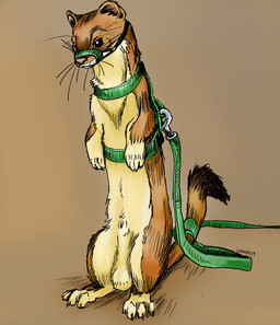 animal_genitalia balls bdsm feral fully_sheathed genitals harness leash male muzzle_(object) muzzled nude penis penis_tip sheath solo standing tail weasely long-tailed_weasel mammal mustelid musteline true_musteline weasel 2009
