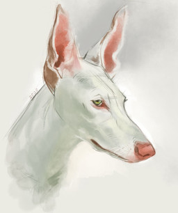 feral fur pink_ears pink_nose short_fur simple_background solo teal_eyes white_background white_body white_fur alexpahomov canid canine canis domestic_dog mammal 2020 digital_drawing_(artwork) digital_media_(artwork) headshot_portrait hi_res portrait