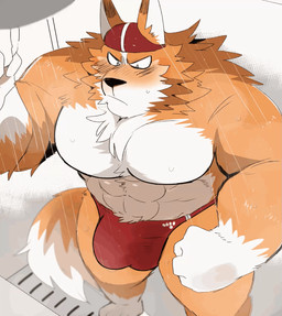 anthro barazoku big_bulge big_muscles black_nose blush bulge clothed clothing fur genitals high-angle_view humanoid_hands male muscular muscular_anthro muscular_male orange_body orange_fur penis solo speedo standing swimming_cap swimwear tenting throbbing throbbing_bulge throbbing_penis topless wet white_body white_fur hyaku_(artist) canid canine canis domestic_dog mammal 2020 animated hi_res