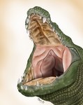 ambiguous_gender feral gradient_background green_body green_scales jaws mouth_shot open_mouth palate scales sharp_fangs sharp_teeth simple_background solo teeth tongue thux-ei crocodile crocodilian reptile scalie absurd_res digital_media_(artwork) headshot_portrait hi_res portrait signature