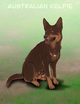 animal_genitalia animal_penis balls brown_balls brown_body brown_eyes brown_fur brown_nose brown_sheath brown_tail canine_genitalia canine_penis feral fur genitals grass half-erect lipsticking looking_at_viewer male male_feral narrowed_eyes open_mouth penis plant red_penis red_tongue sheath sheath_slit sitting solo tail tongue tongue_out whiskers kodaac australian_kelpie canid canine canis domestic_dog herding_dog mammal pastoral_dog sheepdog absurd_res hi_res