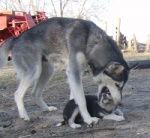 ambiguous_gender day duo feral head_in_mouth head_nom nom om_nom_nom outside quadruped real size_difference sky tail young young_feral unknown_artist alaskan_malamute canid canine canis domestic_dog husky mammal nordic_sled_dog spitz grandfathered_content low_res