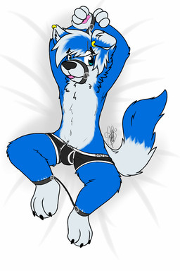4_fingers anthro biped blue_body blue_eyes blue_fur blue_hair bound briefs bulge clothed clothing digitigrade fingers fur hair lying male multicolored_hair muzzle_(object) muzzled on_back partially_clothed piercing solo submissive submissive_male tongue tongue_out underwear white_body white_fur white_hair gaokun canid canine canis domestic_dog mammal 2:3 hi_res