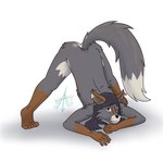 1:1 anthro arms_bent arrow_vaiva arrowbandit ass_up biped black_hair black_nose brown_body brown_fur butt canid canine darwin's_fox dipstick_tail downward_dog_pose ear_piercing ear_ring feet flexible fox fur grey_body grey_fur hair helix_piercing jack-o'_pose long_hair long_tail looking_at_viewer male mammal markings multicolored_body multicolored_fur nude one_eye_closed piercing pose ring_piercing simple_background solo south_american_fox spread_legs spreading tail tail_markings three-quarter_view white_background white_tail_tip wink yellow_eyes