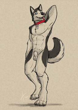 abs animal_genitalia anthro athletic athletic_anthro athletic_male balls black_body black_fur black_nose blue_eyes claws collar front_view fully_sheathed fur genitals hand_behind_neck looking_at_viewer male male_anthro nude open_mouth pecs red_collar red_tongue sheath simple_background solo standing toe_claws tongue tongue_out white_background white_balls white_body white_fur hufnaar canid canine canis domestic_dog husky mammal nordic_sled_dog spitz 2017 dated full-length_portrait portrait