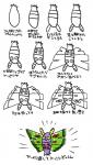 2015 arthropod dustox generation_3_pokemon hi_res insect japanese_text kageyama lepidopteran nintendo pokemon pokemon_(species) solo text translation_request